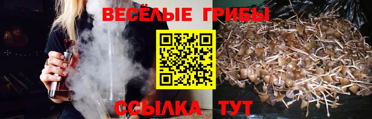Псилоцибиновые грибы прущие грибы Мурино